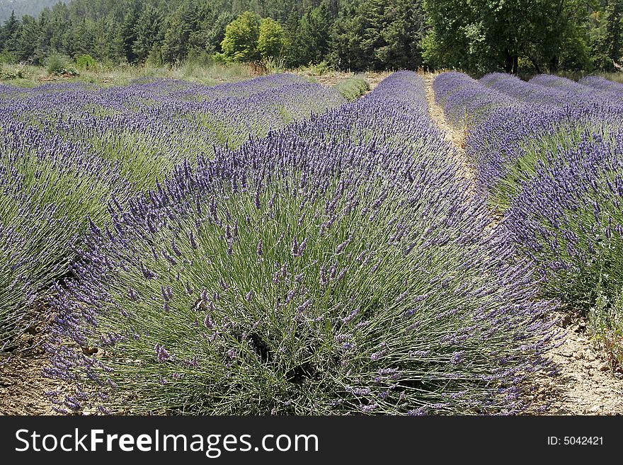 Lavender in the Provence