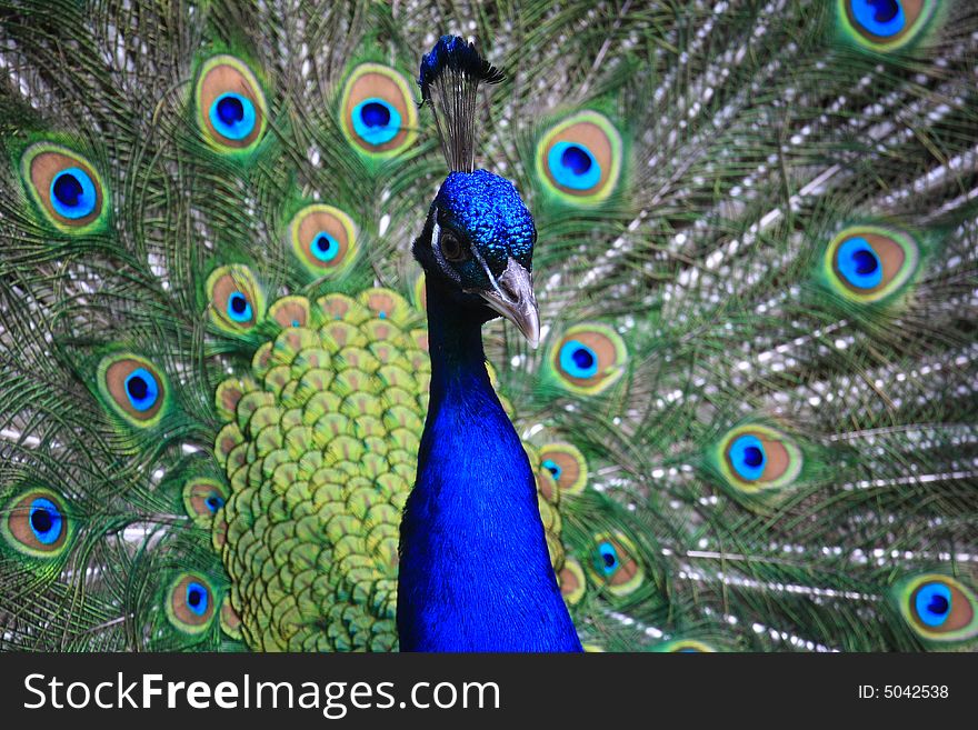 Colorful 'Blue Ribbon' Peacock in full feather