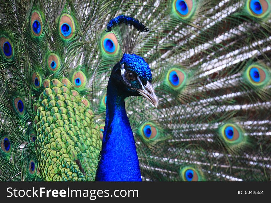 Colorful 'Blue Ribbon' Peacock in full feather