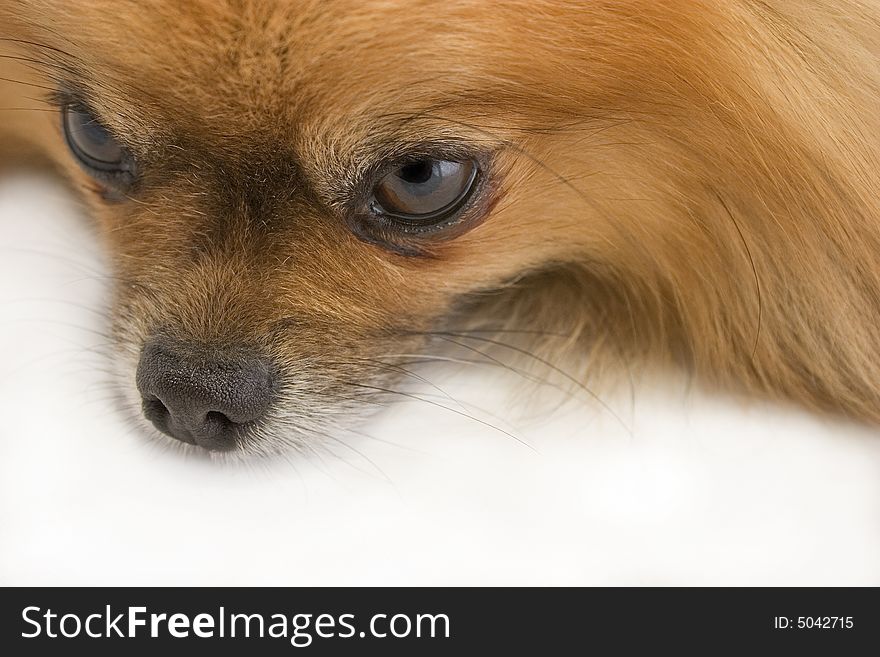 Frontal side view of small dog snout