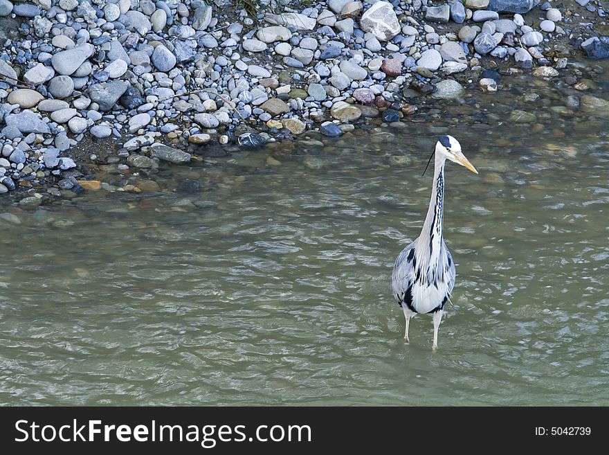 Great gray heron near river bank. Wildlife. Switzerland