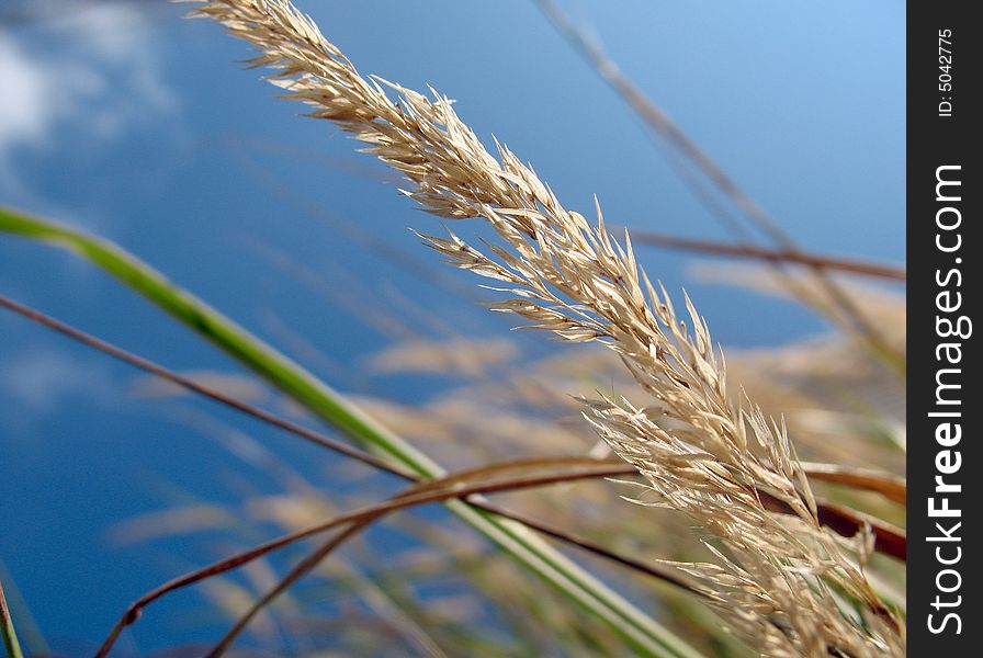 A single sharp wheat head with other stalks in the background. A single sharp wheat head with other stalks in the background.
