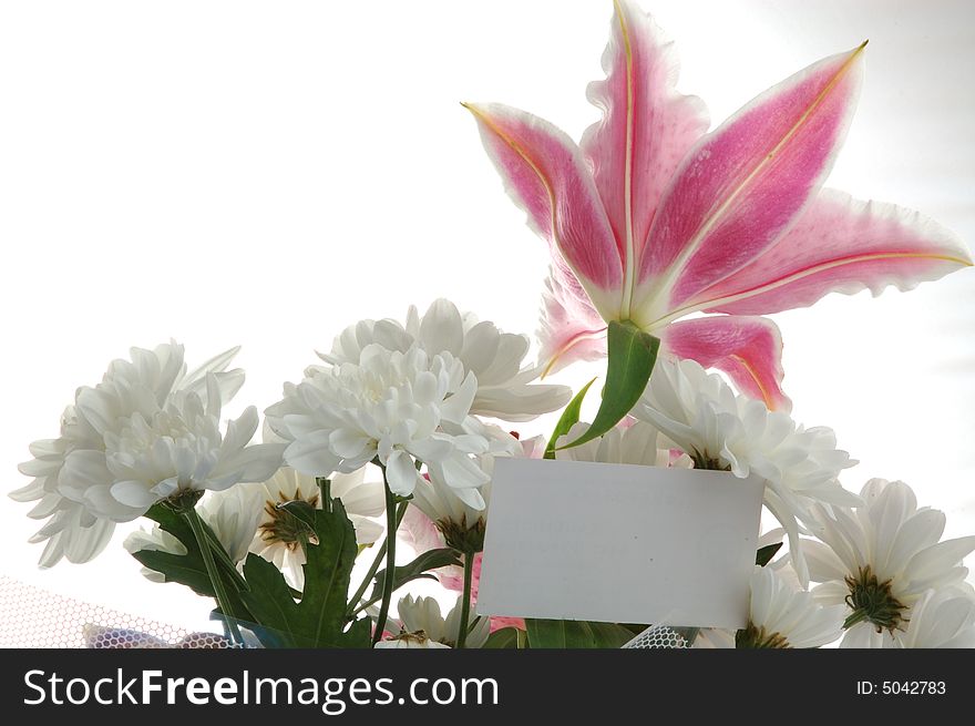 Close-up. Large pink soft and tender open flower with white card