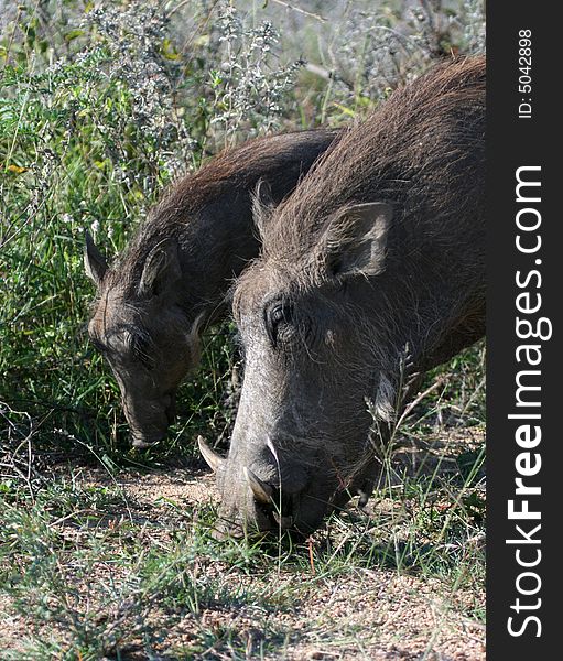 Warthog mother and young grazing. Warthog mother and young grazing