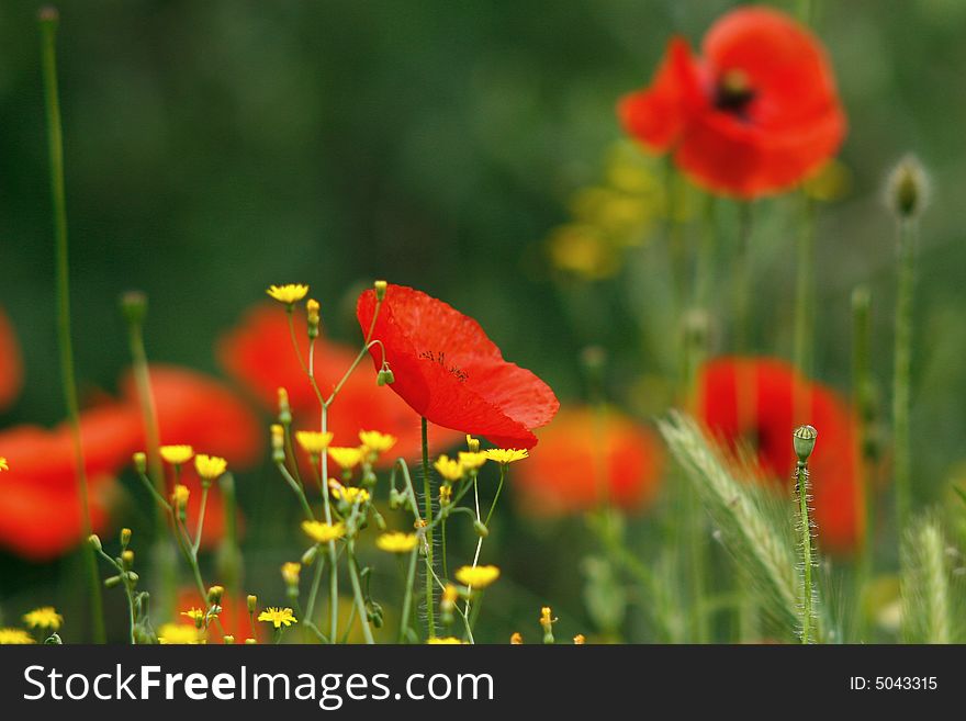 Some poppies on a camp of grass. Some poppies on a camp of grass