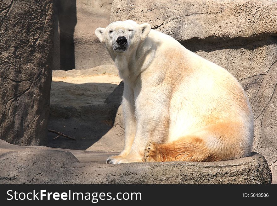Polar bear with a funny frown
