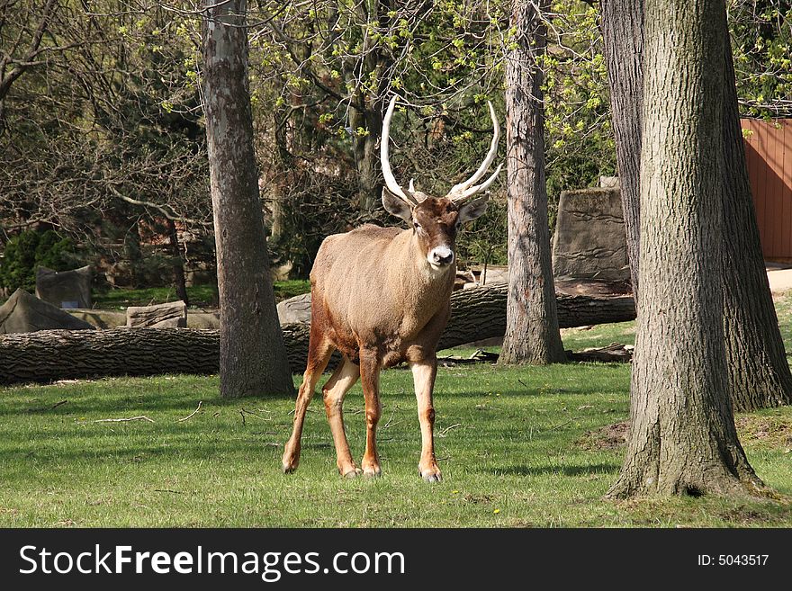 White lipped deer in a grassy field