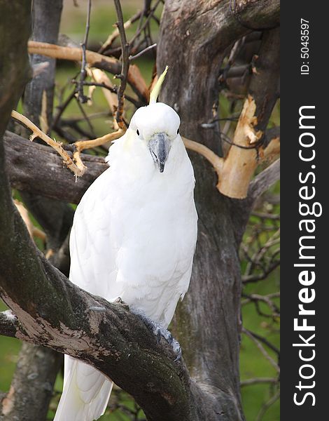 A pure white cockatoo perched on a wooden branch looking at you