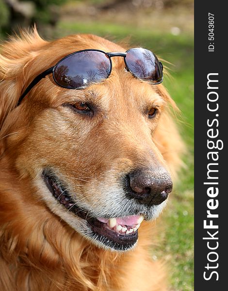 Golden retriever wearing a pair of cool sunglasses. Golden retriever wearing a pair of cool sunglasses
