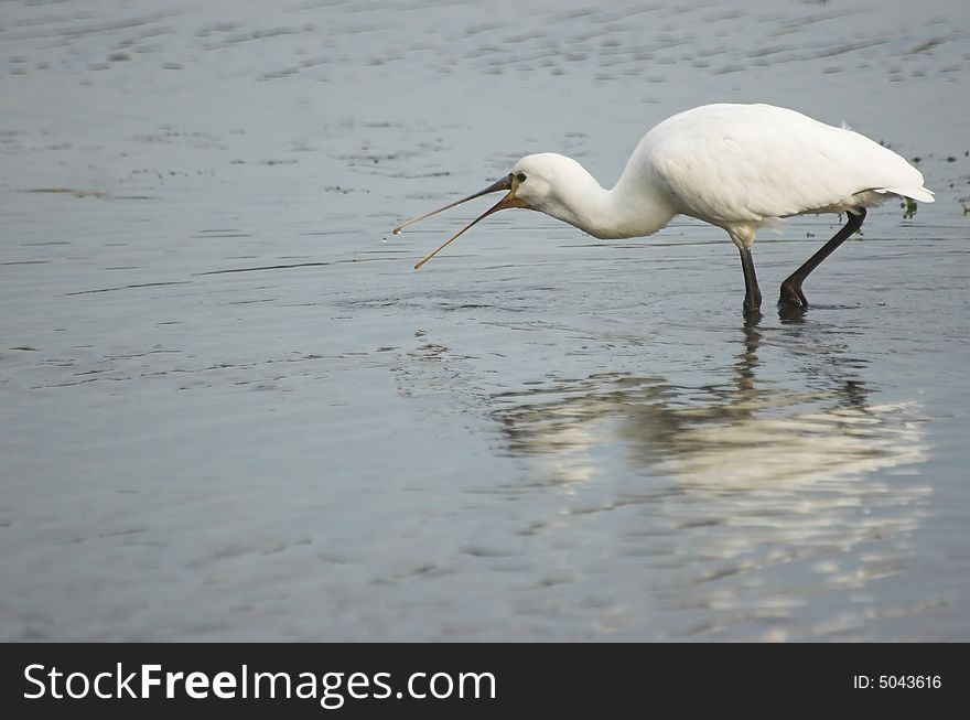 Common spoonbill searching for food in a Dutch canal