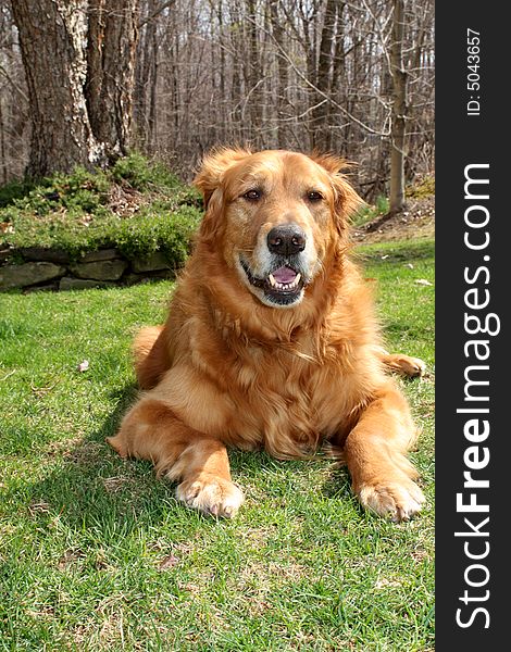 Golden retriever relaxing on a beautiful spring day