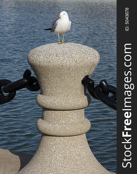 Seagull perched on a concrete pier. Seagull perched on a concrete pier