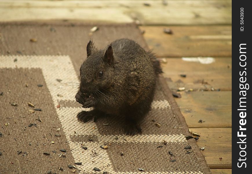 A squirrel sits on a deck eating sunflower seeds. A squirrel sits on a deck eating sunflower seeds.