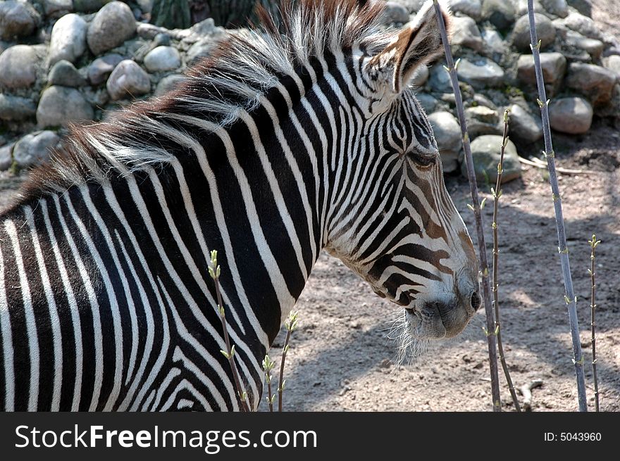 Zebra have black and white strips. Zebra have black and white strips