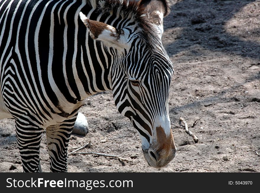 Zebra have black and white strips. Zebra have black and white strips