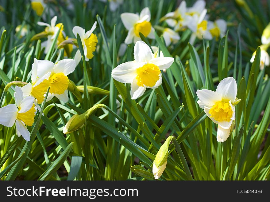 Fresh spring daffodils in the sun