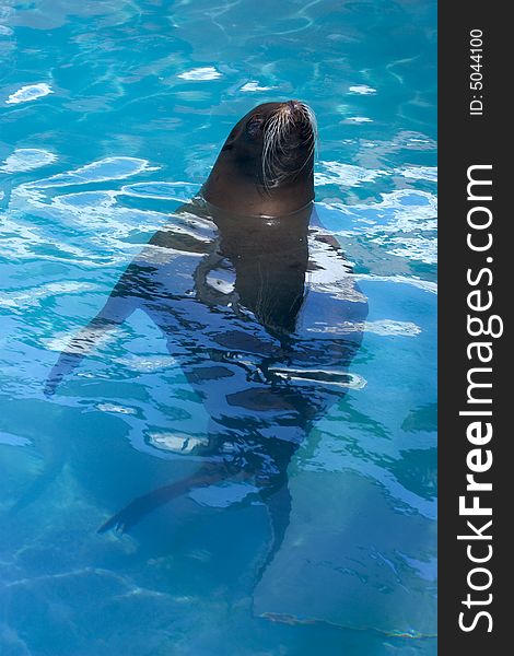 A photo pf sea lion in a pool. A photo pf sea lion in a pool