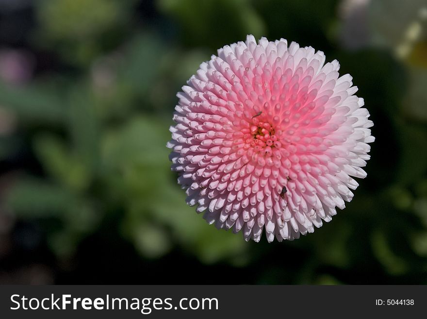 Close up detail of bright pink flower with many petals