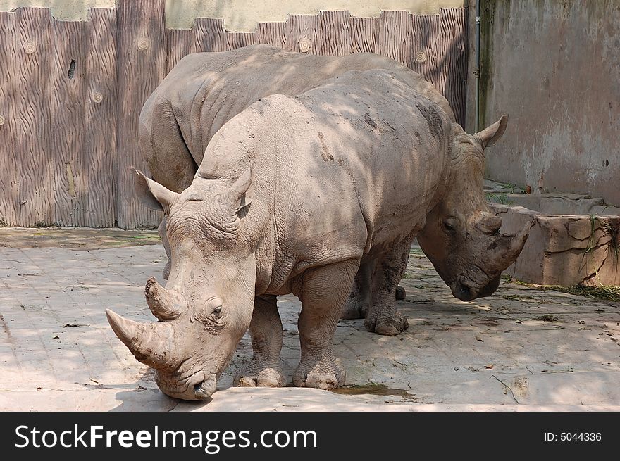 A pair of rhinoceros in a zoo