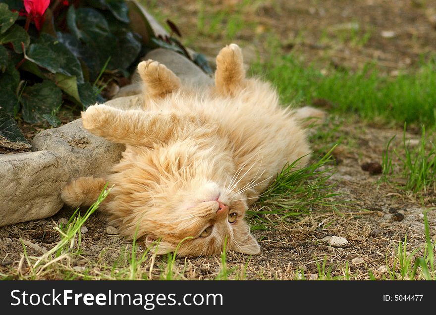 Orange european cat play in the garden