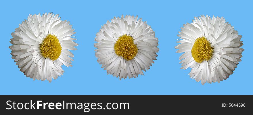 White Daisies Isolated On Blue Background