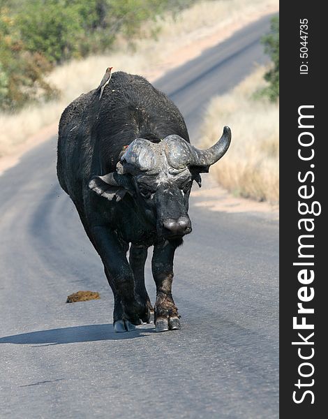 Old Buffalo bull Walking down the road.