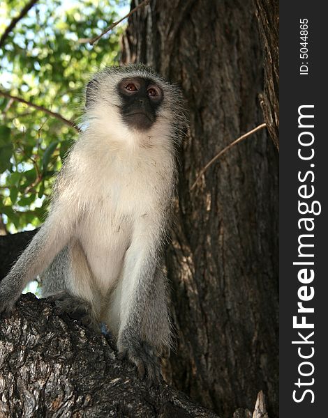 Vervet money in a lead wood tree. Vervet money in a lead wood tree.