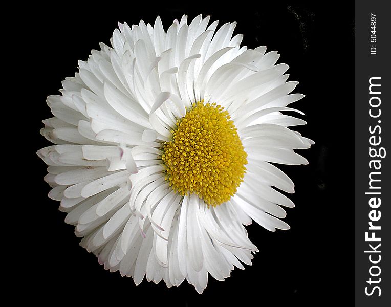 One daisy isolated on black background