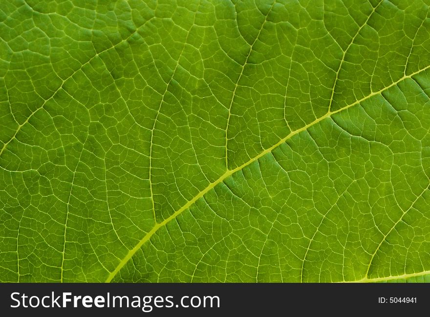 Detail of green leaf in spring time. Detail of green leaf in spring time.