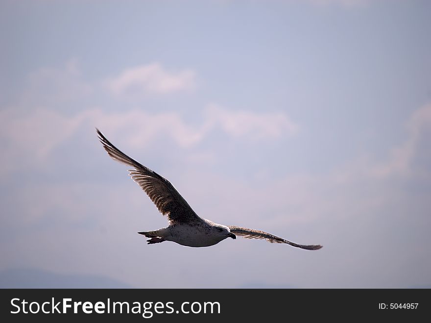 Seagull fly away in the sky