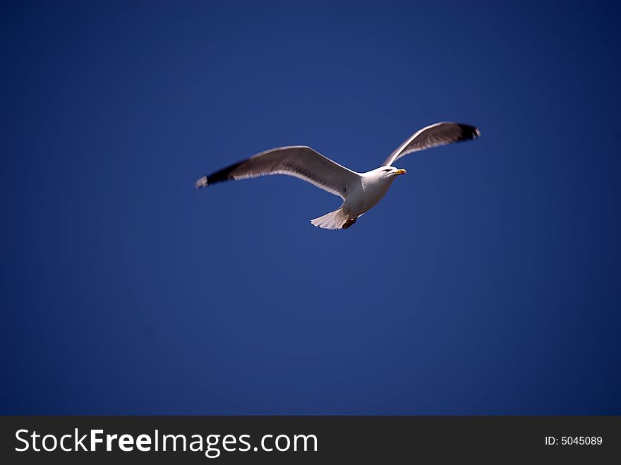 Seagull fly away in the sky