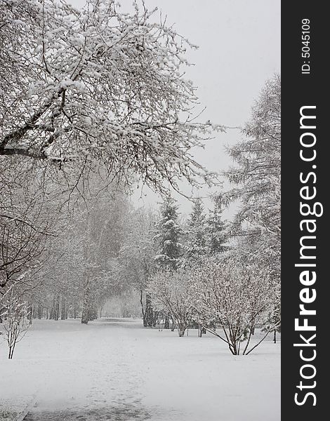 Frozen trees in park during snowfall. Frozen trees in park during snowfall