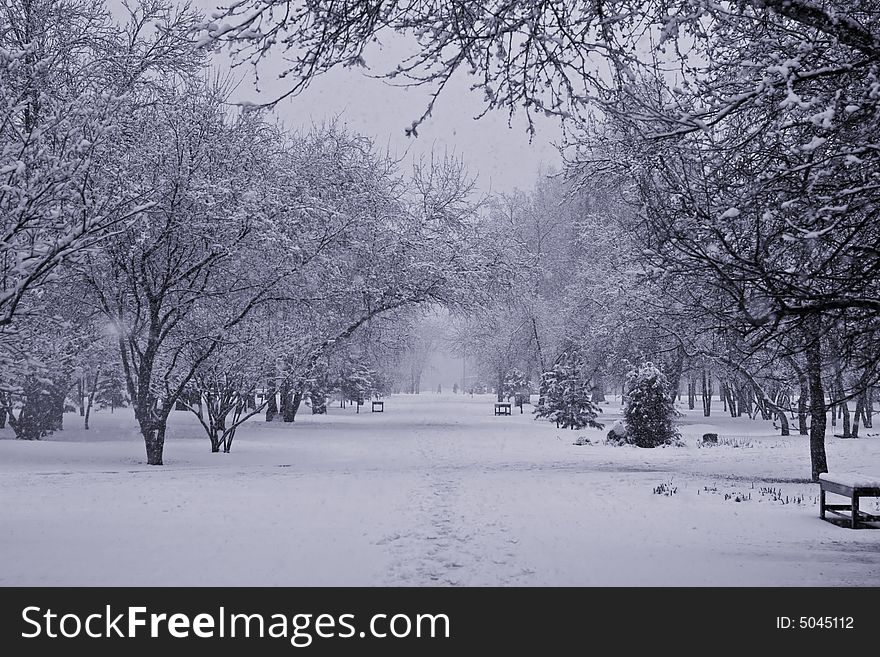 Frozen trees in park during snowfall. Frozen trees in park during snowfall