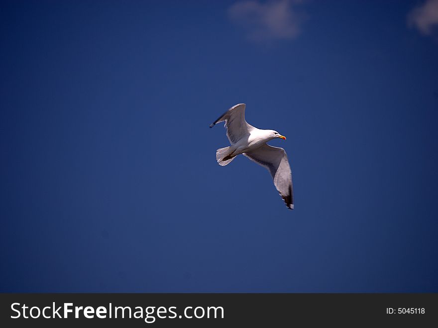 Seagull fly away in the sky