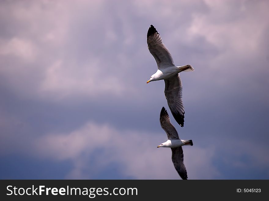 Seagull fly away in the sky