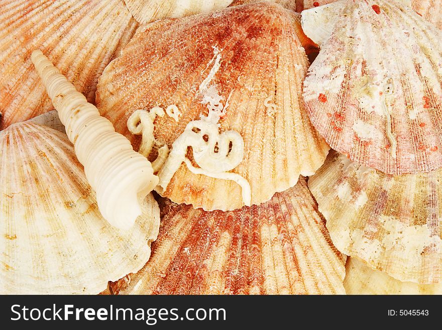 Many shells of mollusk background
