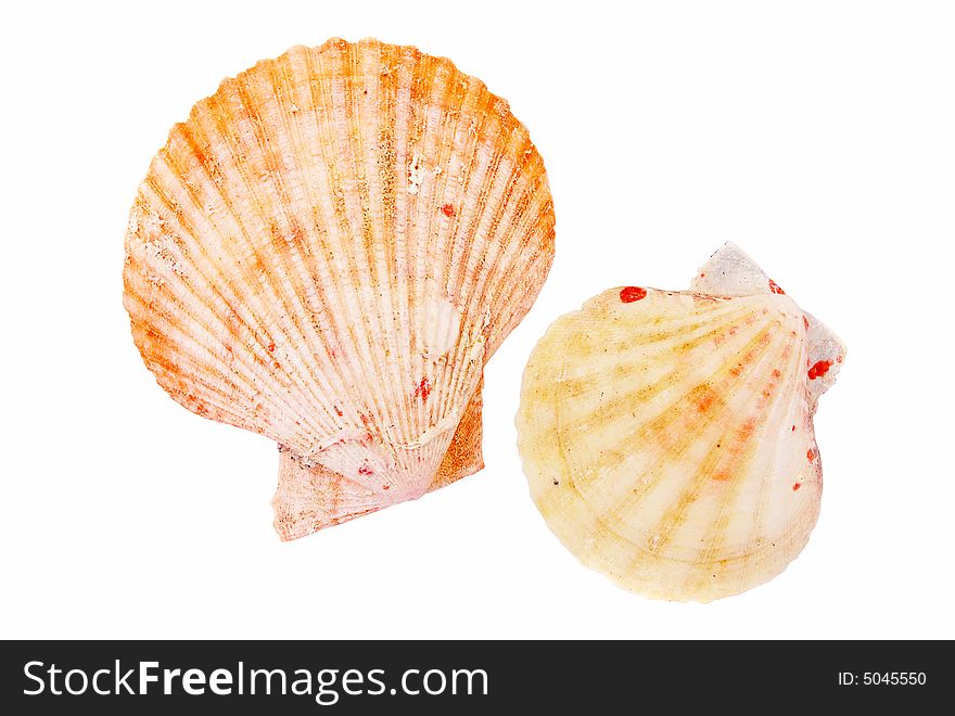 Two shells of mollusk on white