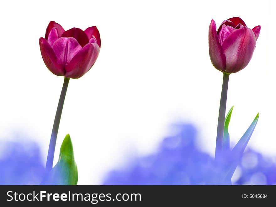 Still life with beautiful two flower tulip
