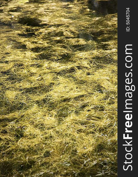 Yellow algas on a lake in saragossa aragon spain