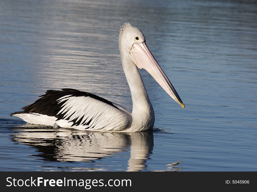 Australian Pelican floating gracefully on calm blue water