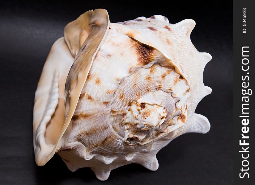 Close-up sea shell on black background. Close-up sea shell on black background.