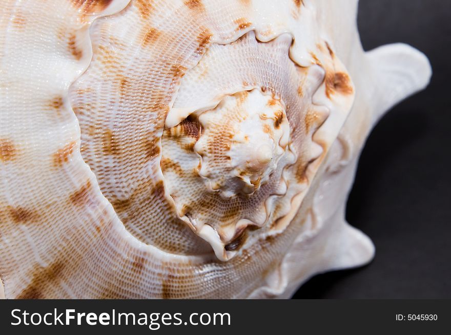 Close-up sea shell on black background. Close-up sea shell on black background.