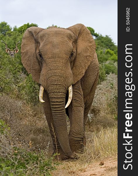 A young Bull comes to inspect the photographer watched by a Kudu. A young Bull comes to inspect the photographer watched by a Kudu