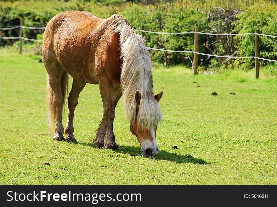 Shot of a pretty horse grazing in a field. Shot of a pretty horse grazing in a field