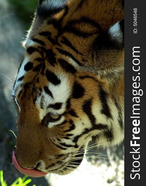 Tiger licking his nose and looking at prey