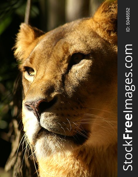 Close-up of lioness staring in the distance