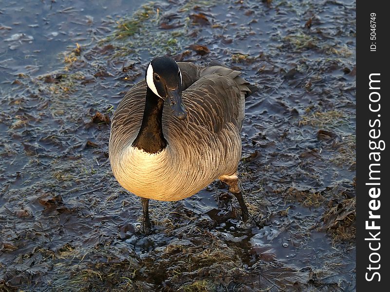 A Canada goose standing in wet grass and mud.