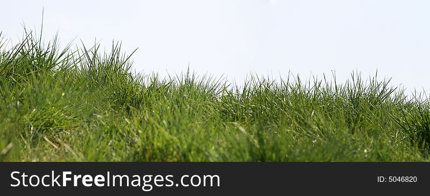 Green summer grass on the light blue sky