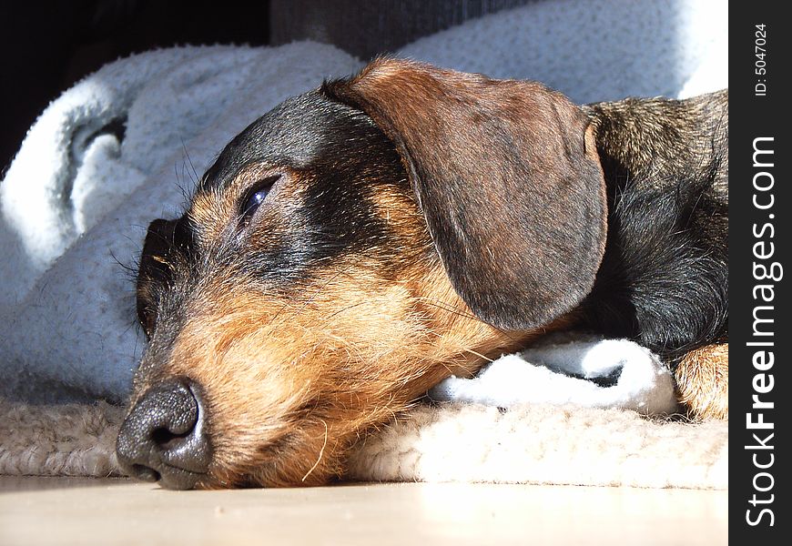 Tired dachshund laying in the sun. Tired dachshund laying in the sun