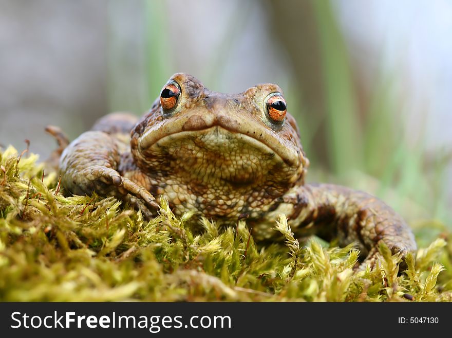 Toad male in moss on spring. Toad male in moss on spring